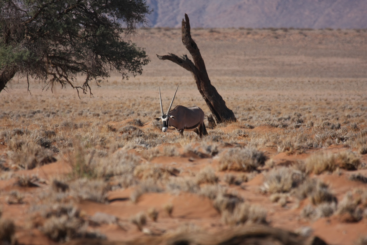 [16007] 2016_06_25_09_42_19_Africa_Canon_EOS_40D_IMG__00194.jpg