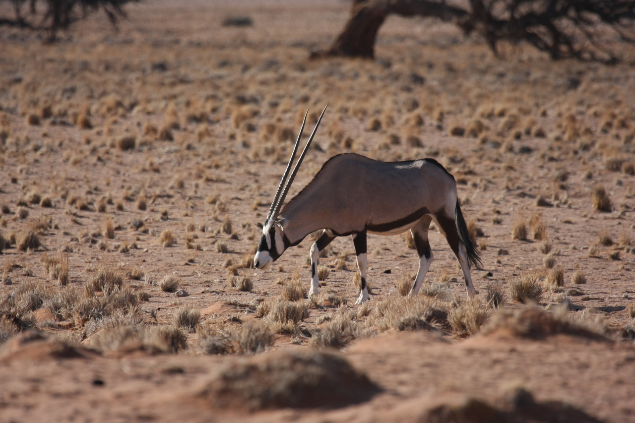 [16057] 2016_06_25_09_55_07_Africa_Canon_EOS_40D_IMG__02189.jpg