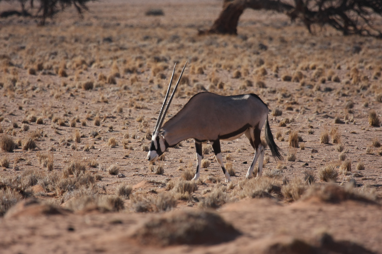 [16060] 2016_06_25_09_55_07_Africa_Canon_EOS_40D_IMG__09637.jpg