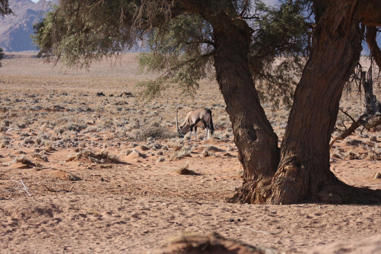 [16070] 2016_06_25_09_56_35_Africa_Canon_EOS_40D_IMG__00199.jpg