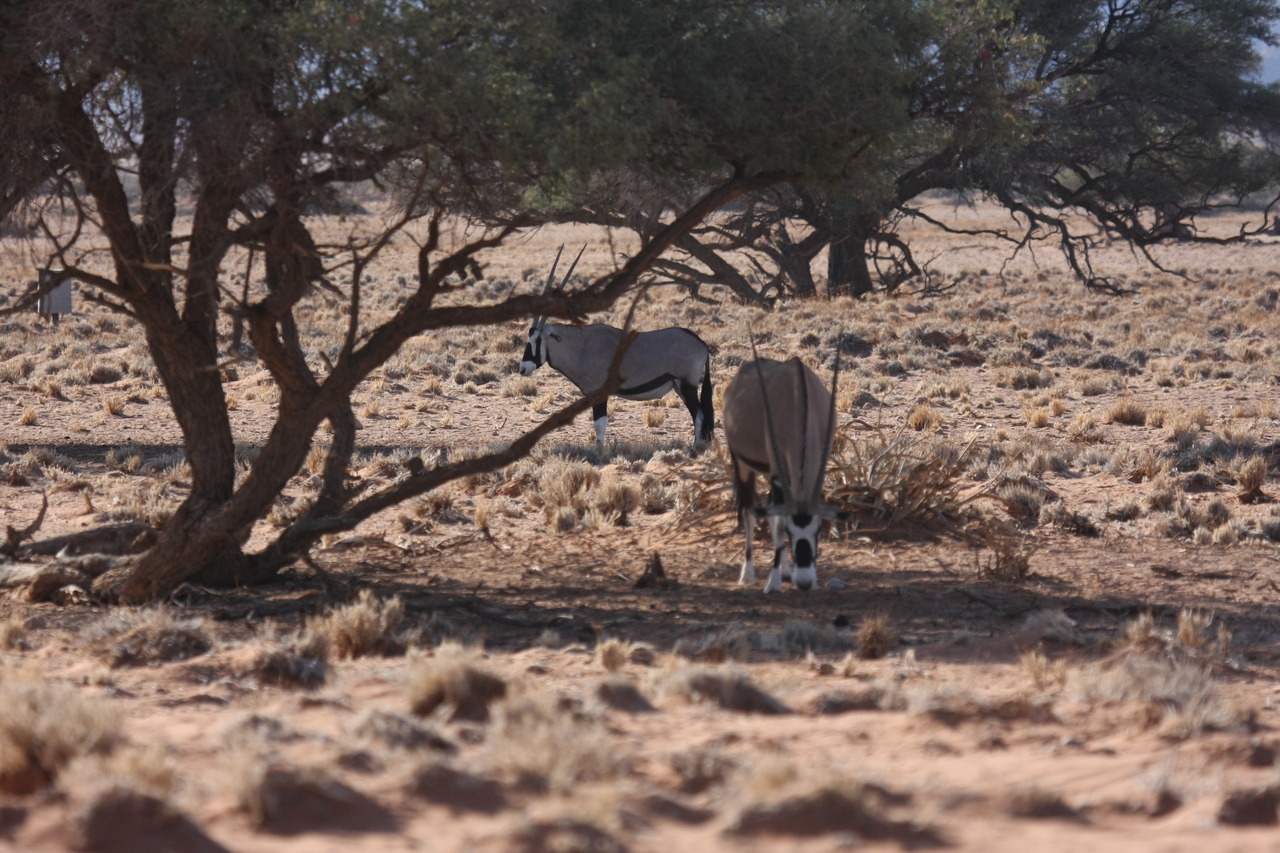 [16083] 2016_06_25_09_57_37_Africa_Canon_EOS_40D_IMG__02197.jpg