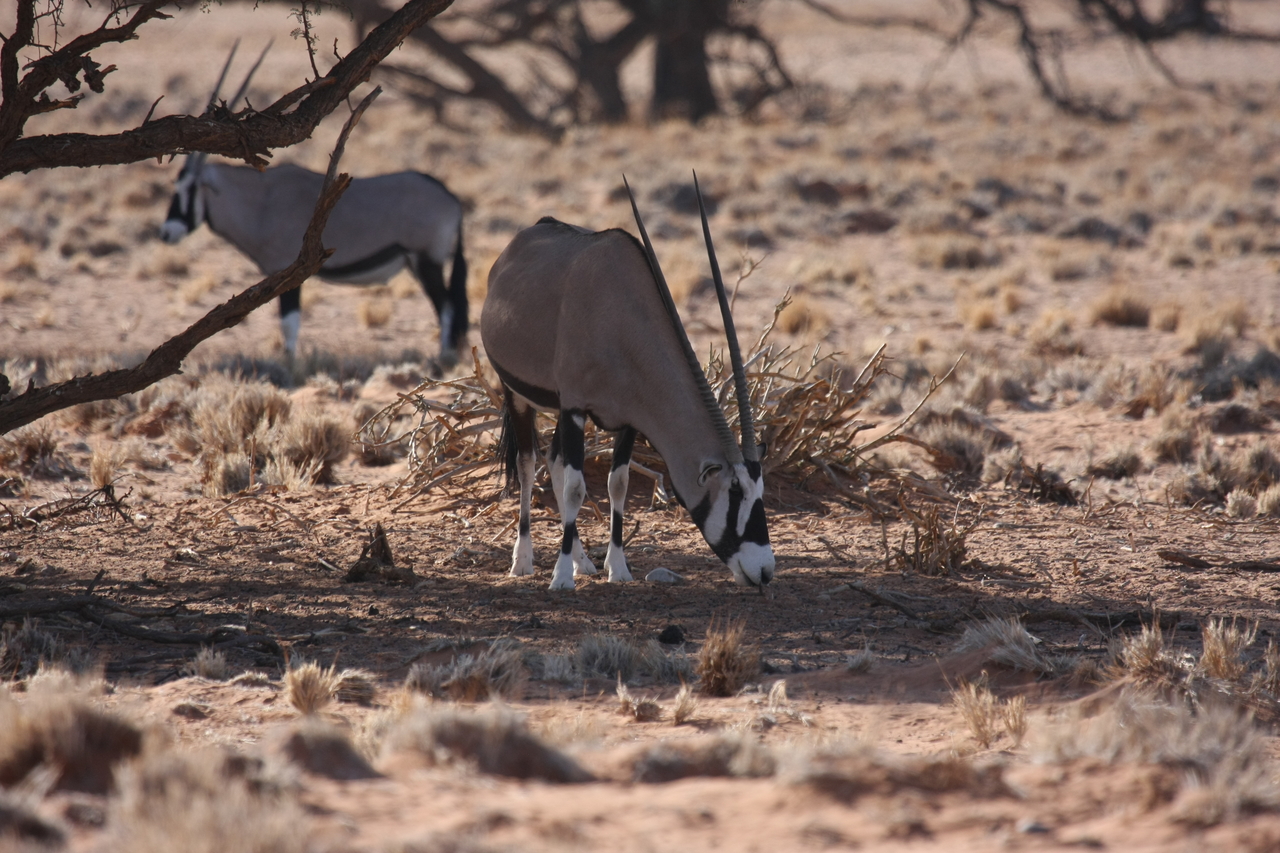 [16087] 2016_06_25_09_57_48_Africa_Canon_EOS_40D_IMG__02198.jpg