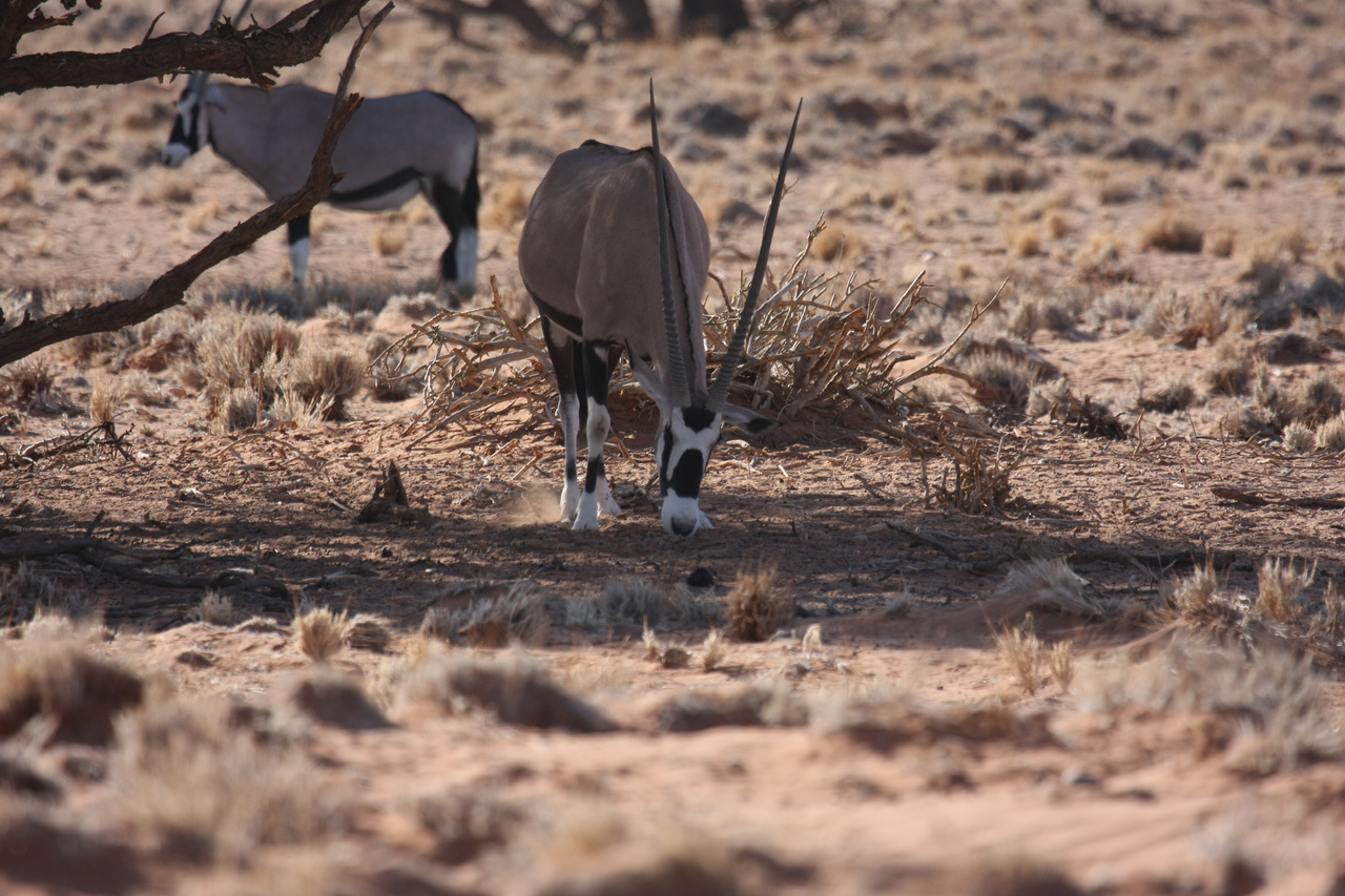 [16095] 2016_06_25_09_57_54_Africa_Canon_EOS_40D_IMG__09647.jpg