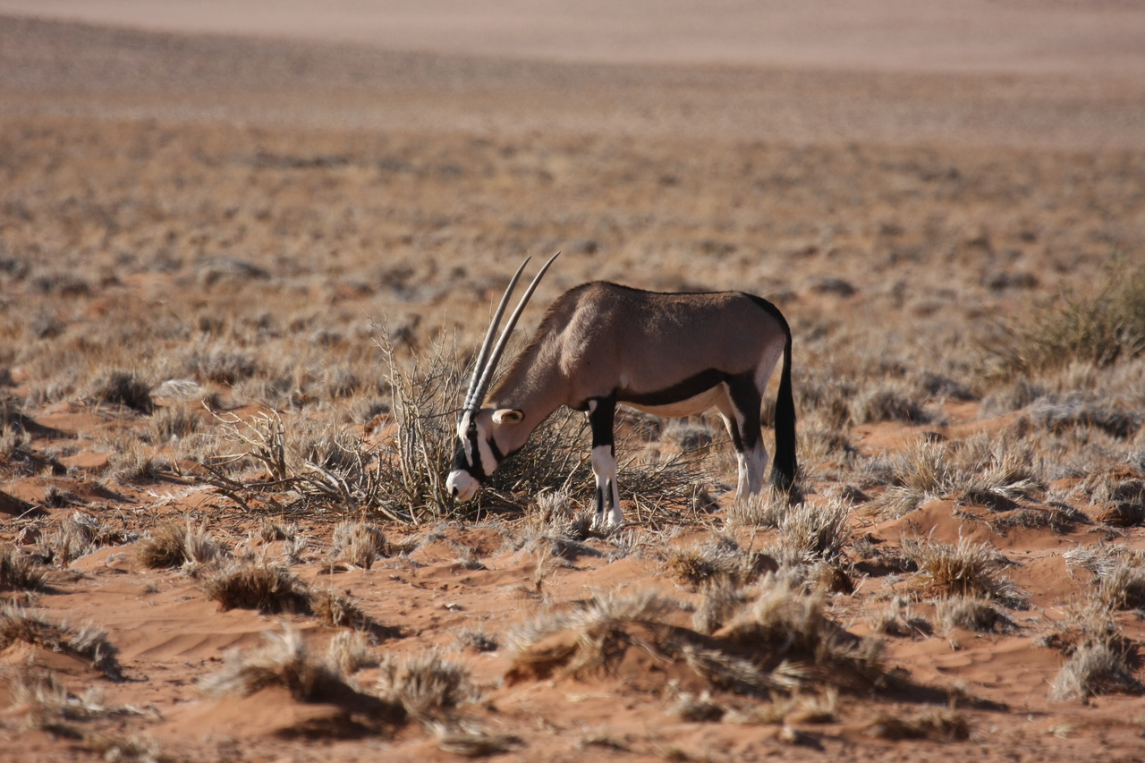 [16101] 2016_06_25_09_58_14_Africa_Canon_EOS_40D_IMG__09649.jpg