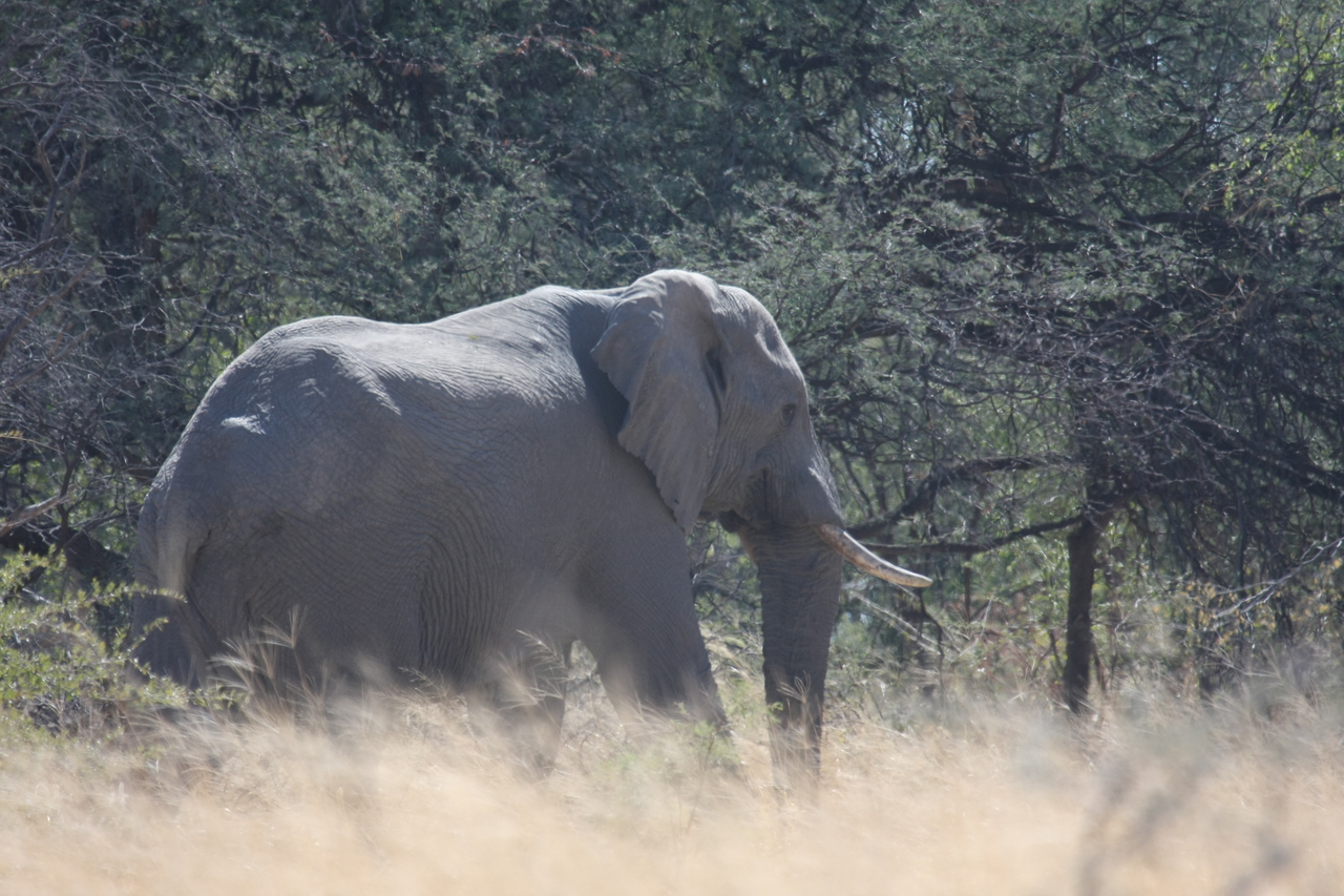 [16738] 2016_06_27_06_18_16_Africa_Canon_EOS_40D_IMG__00001.jpg