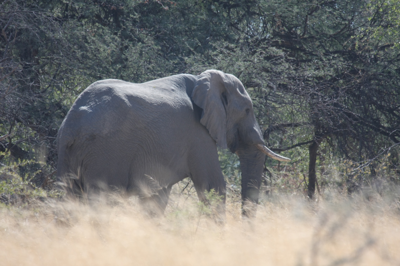 [16741] 2016_06_27_06_18_16_Africa_Canon_EOS_40D_IMG__02292.jpg