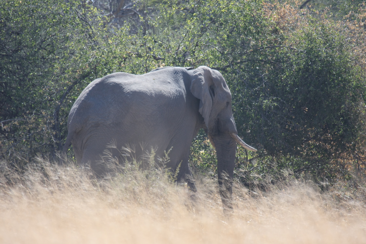[16754] 2016_06_27_06_18_25_Africa_Canon_EOS_40D_IMG__00057.jpg