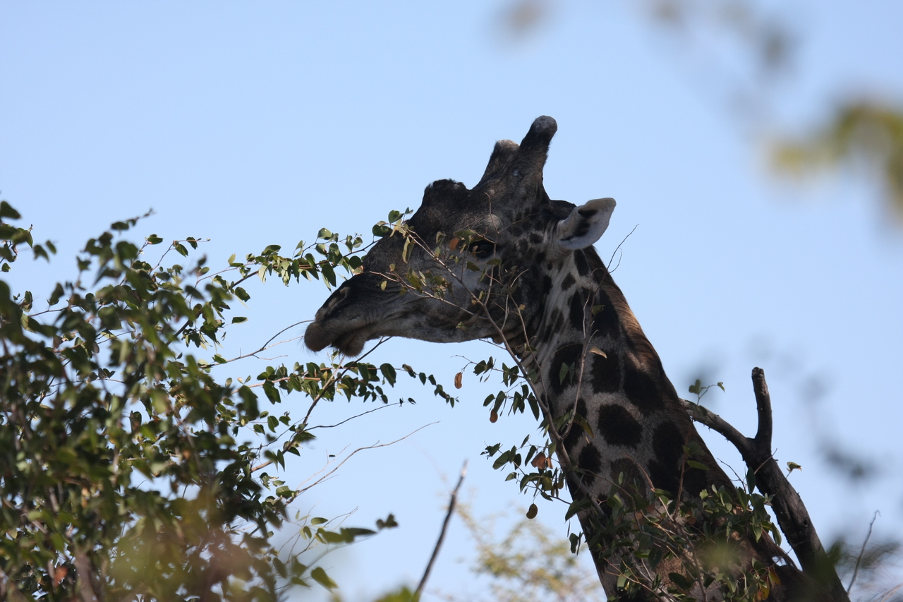 [16772] 2016_06_27_07_40_52_Africa_Canon_EOS_40D_IMG__00079.jpg
