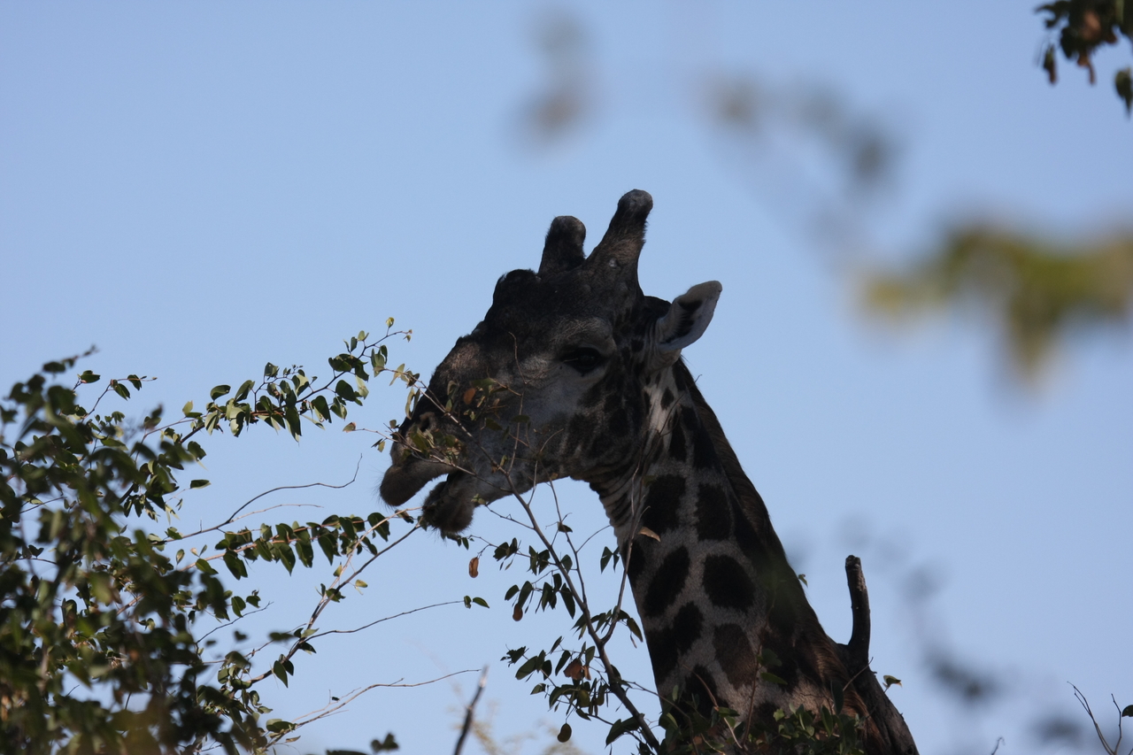 [16781] 2016_06_27_07_40_56_Africa_Canon_EOS_40D_IMG__09740.jpg