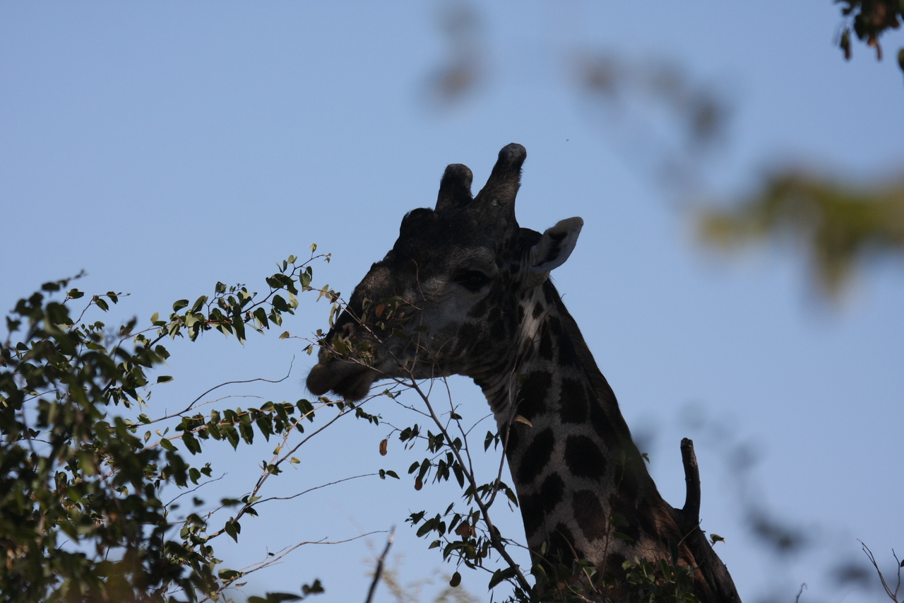[16784] 2016_06_27_07_40_58_Africa_Canon_EOS_40D_IMG__00005.jpg