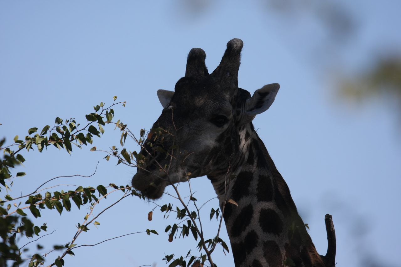 [16791] 2016_06_27_07_41_05_Africa_Canon_EOS_40D_IMG__02297.jpg