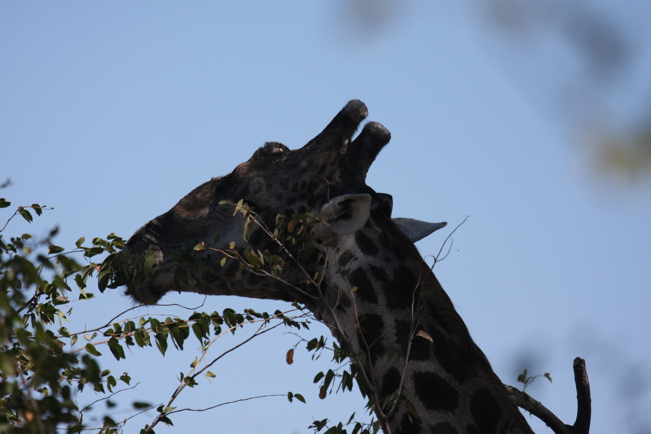 [16801] 2016_06_27_07_41_08_Africa_Canon_EOS_40D_IMG__00012.jpg