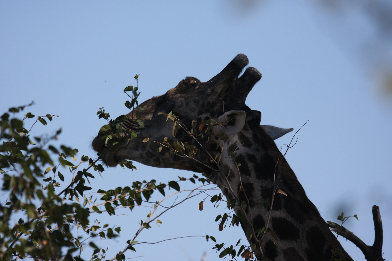 [16809] 2016_06_27_07_41_09_Africa_Canon_EOS_40D_IMG__00015.jpg
