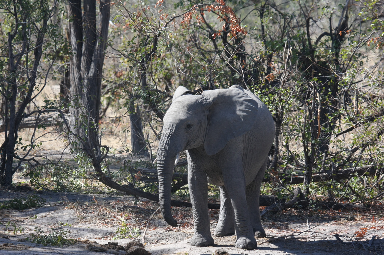 [16820] 2016_06_27_07_51_42_Africa_Canon_EOS_40D_IMG__00016.jpg
