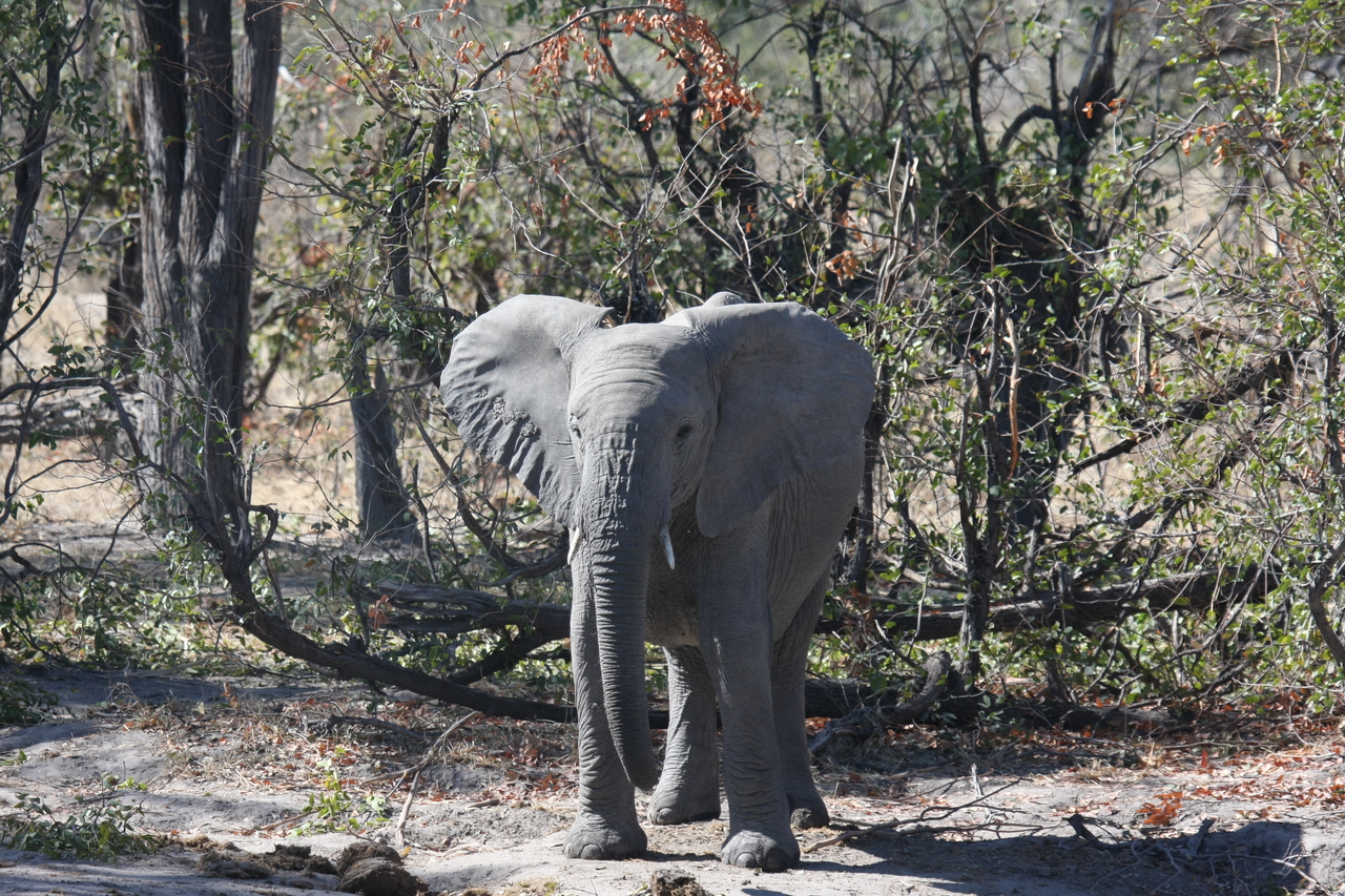 [16825] 2016_06_27_07_51_42_Africa_Canon_EOS_40D_IMG__09754.jpg