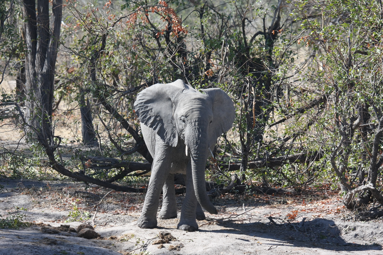 [16829] 2016_06_27_07_51_45_Africa_Canon_EOS_40D_IMG__00019.jpg