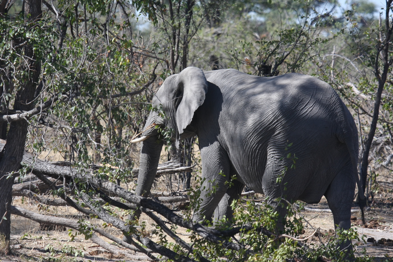 [16853] 2016_06_27_07_52_25_Africa_Canon_EOS_40D_IMG__00026.jpg