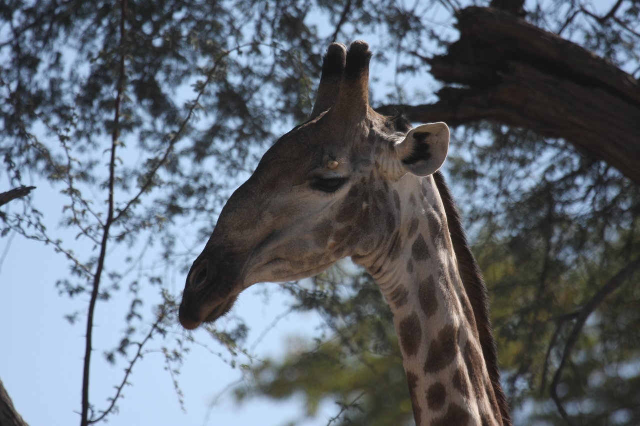 [16868] 2016_06_27_07_54_24_Africa_Canon_EOS_40D_IMG__00029.jpg