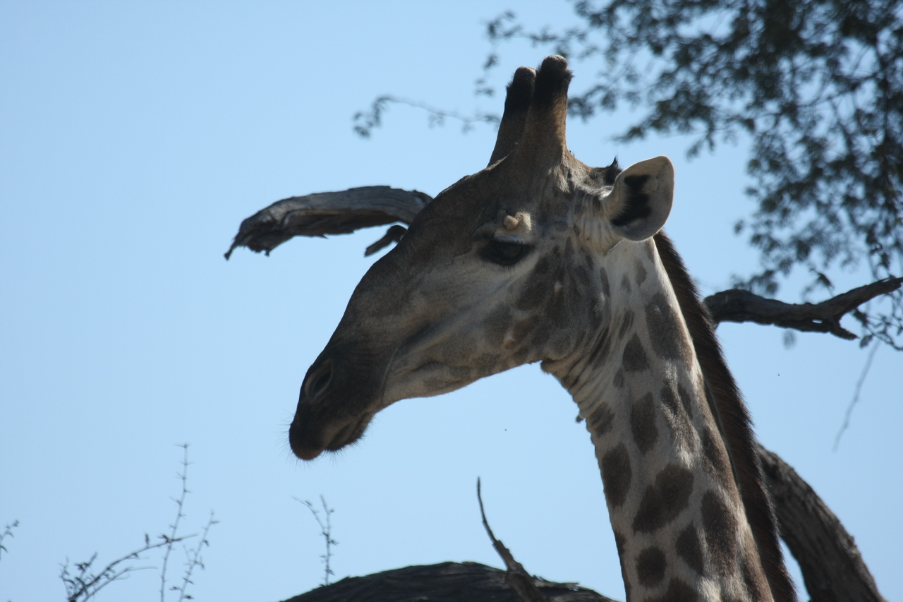 [16876] 2016_06_27_07_54_27_Africa_Canon_EOS_40D_IMG__02321.jpg