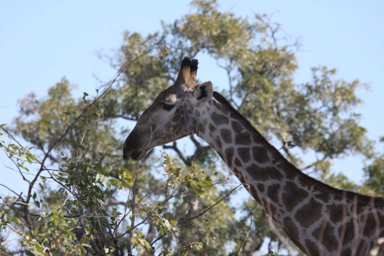 [16881] 2016_06_27_07_55_42_Africa_Canon_EOS_40D_IMG__00034.jpg