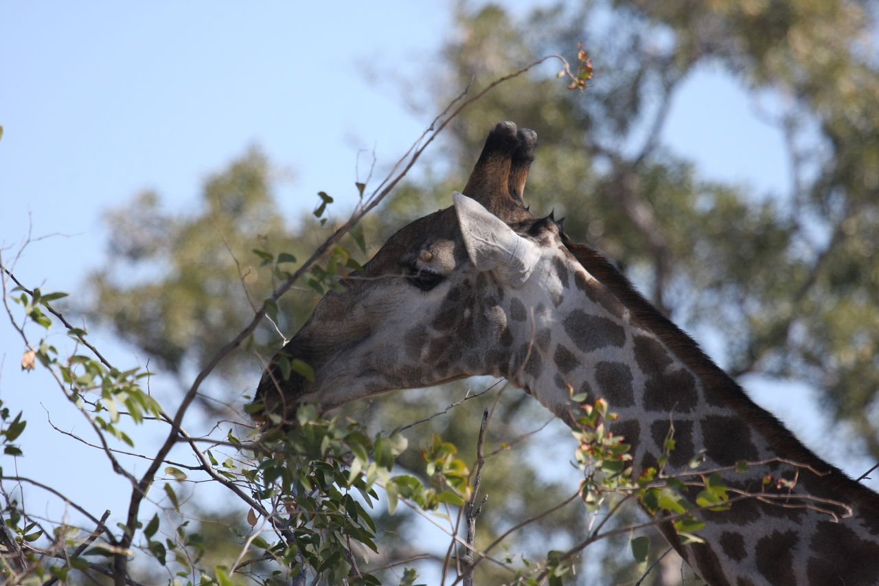 [16894] 2016_06_27_07_55_56_Africa_Canon_EOS_40D_IMG__02328.jpg