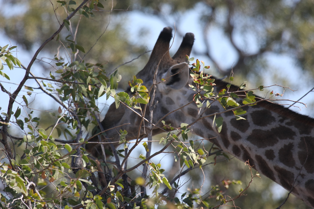 [16899] 2016_06_27_07_56_12_Africa_Canon_EOS_40D_IMG__00041.jpg