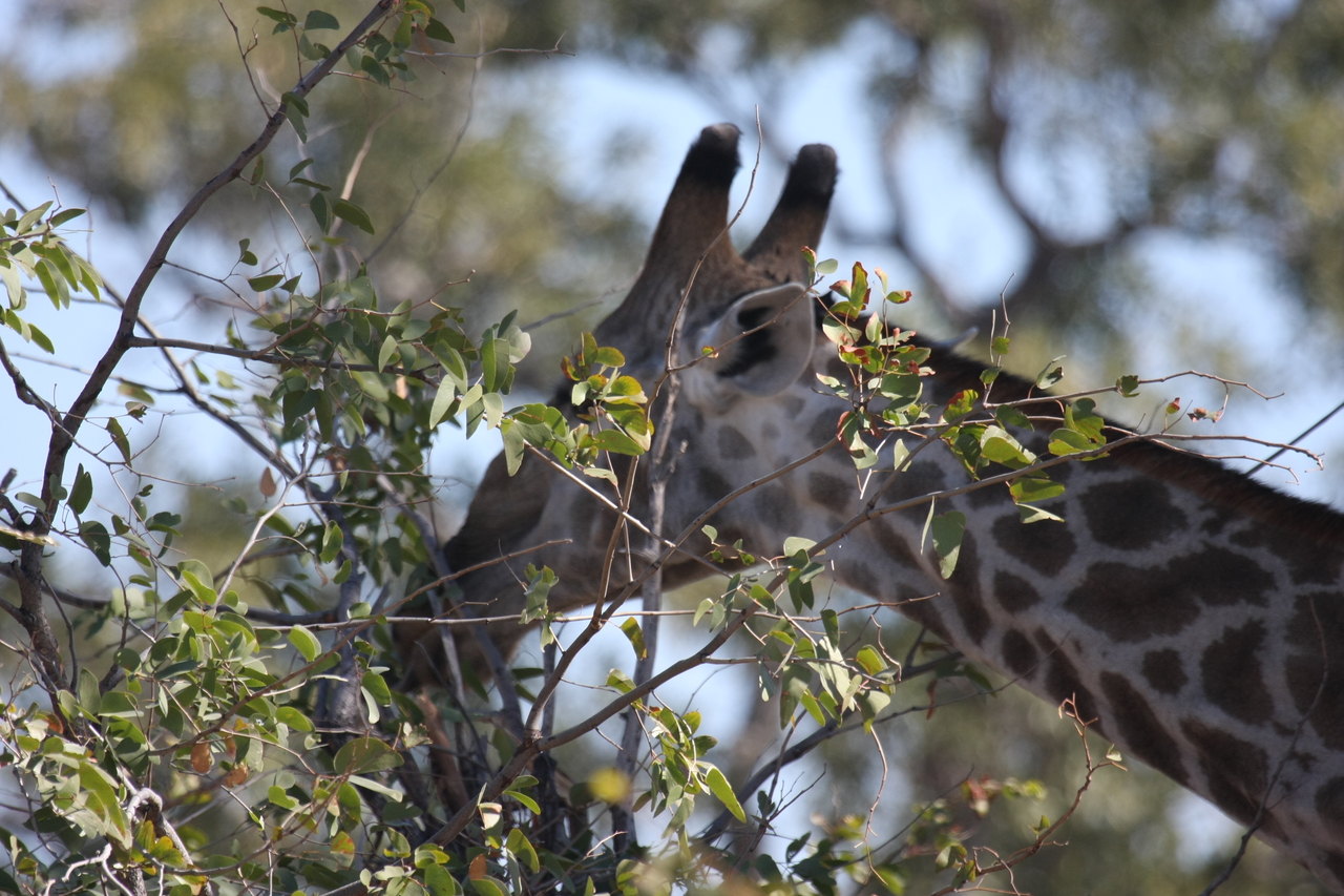 [16901] 2016_06_27_07_56_12_Africa_Canon_EOS_40D_IMG__02330.jpg