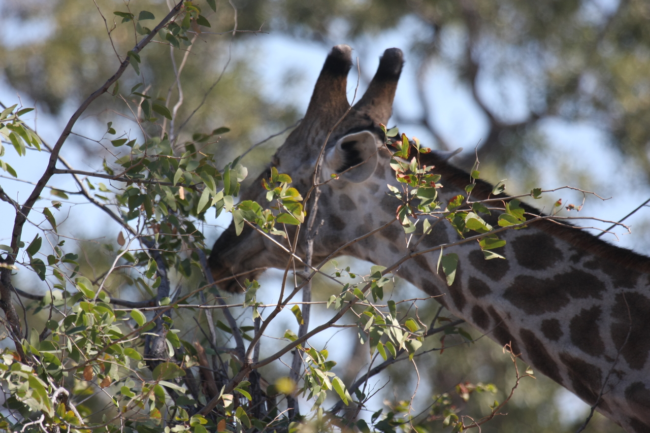 [16903] 2016_06_27_07_56_12_Africa_Canon_EOS_40D_IMG__02332.jpg