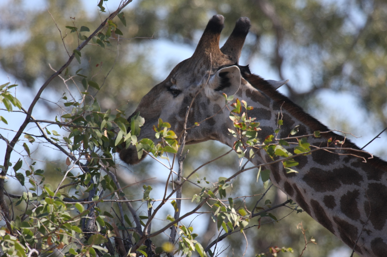 [16907] 2016_06_27_07_56_13_Africa_Canon_EOS_40D_IMG__00043.jpg