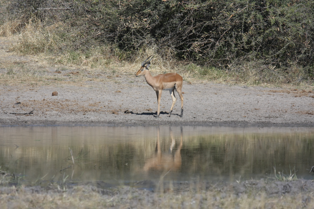 [16932] 2016_06_27_08_07_28_Africa_Canon_EOS_40D_IMG__09786.jpg