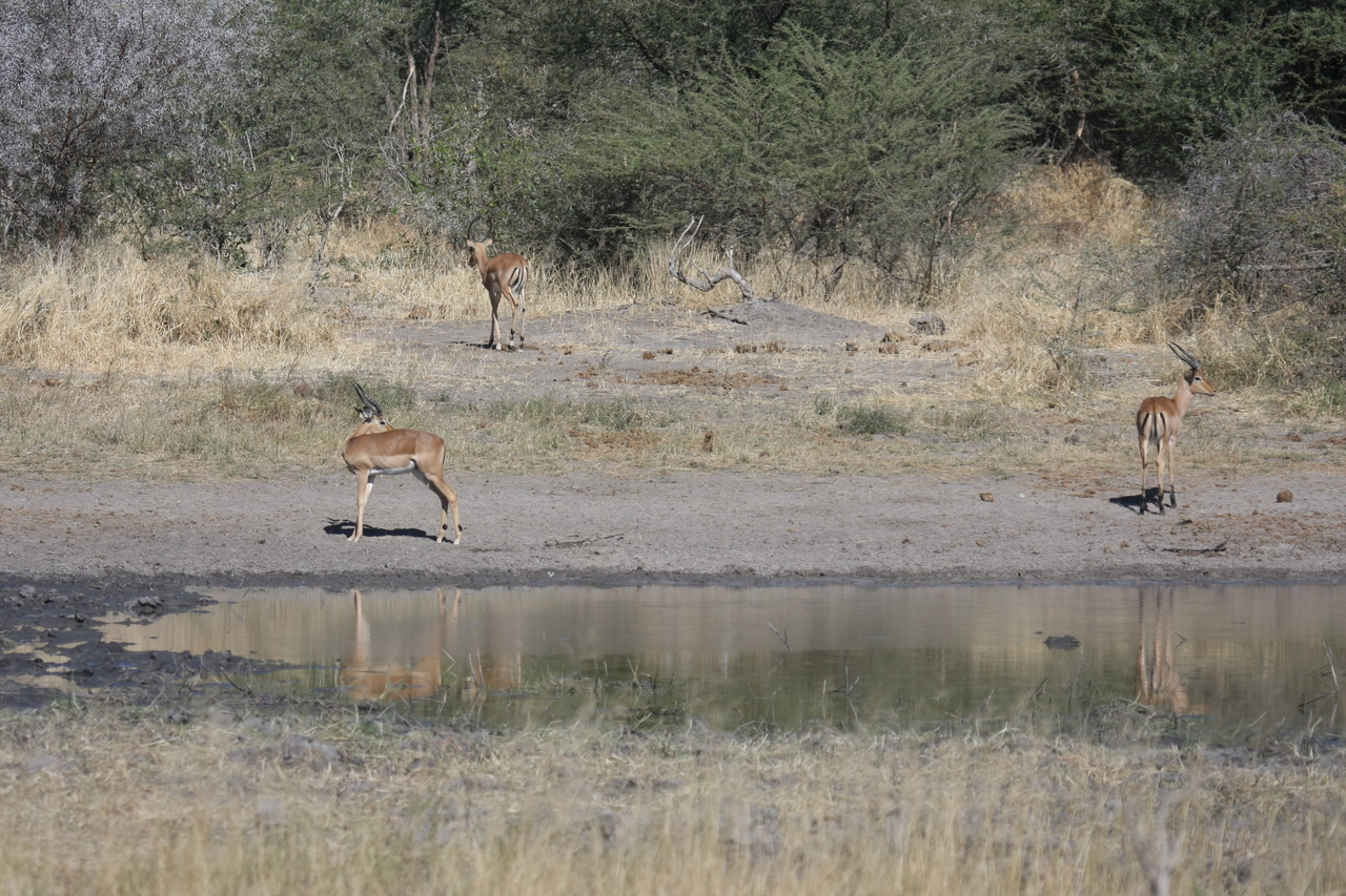 [16955] 2016_06_27_08_08_00_Africa_Canon_EOS_40D_IMG__00059.jpg