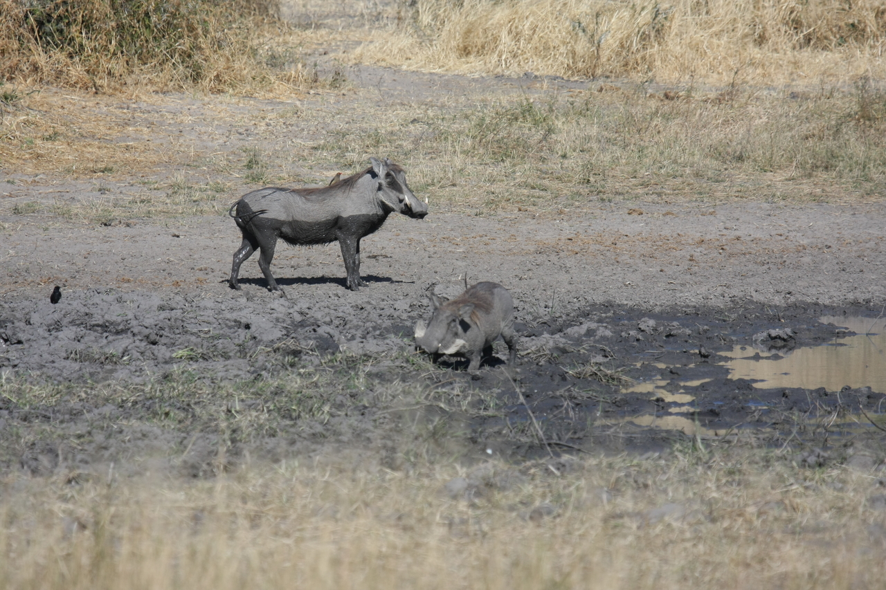 [16962] 2016_06_27_08_08_20_Africa_Canon_EOS_40D_IMG__00062.jpg