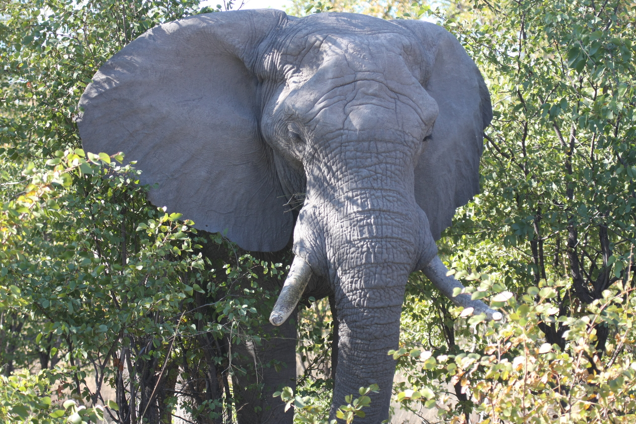 [16986] 2016_06_27_09_17_56_Africa_Canon_EOS_40D_IMG__00064.jpg