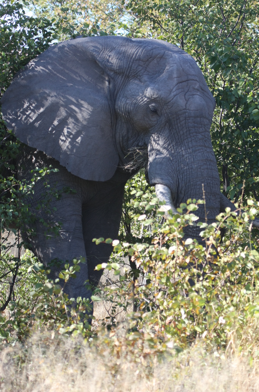 [16989] 2016_06_27_09_18_14_Africa_Canon_EOS_40D_IMG__00065.jpg