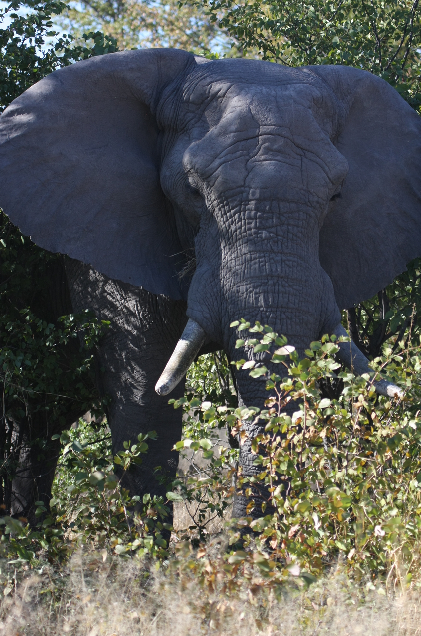 [17005] 2016_06_27_09_18_25_Africa_Canon_EOS_40D_IMG__09807.jpg