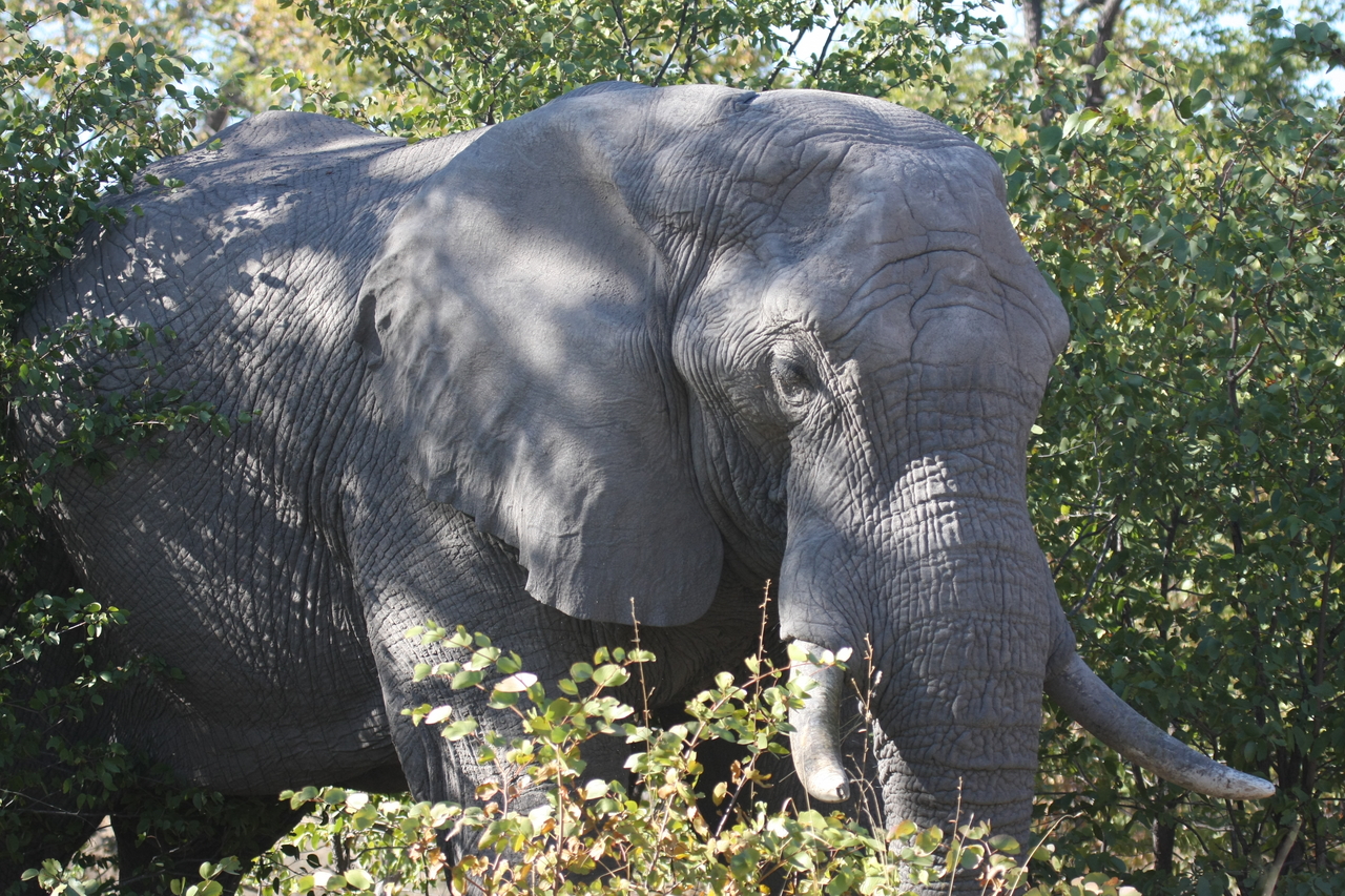 [17013] 2016_06_27_09_19_30_Africa_Canon_EOS_40D_IMG__00074.jpg