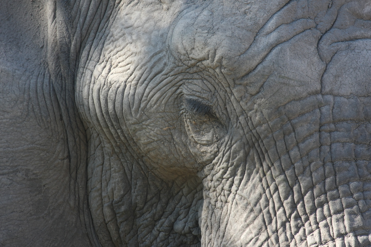 [17034] 2016_06_27_09_19_55_Africa_Canon_EOS_40D_IMG__00082.jpg