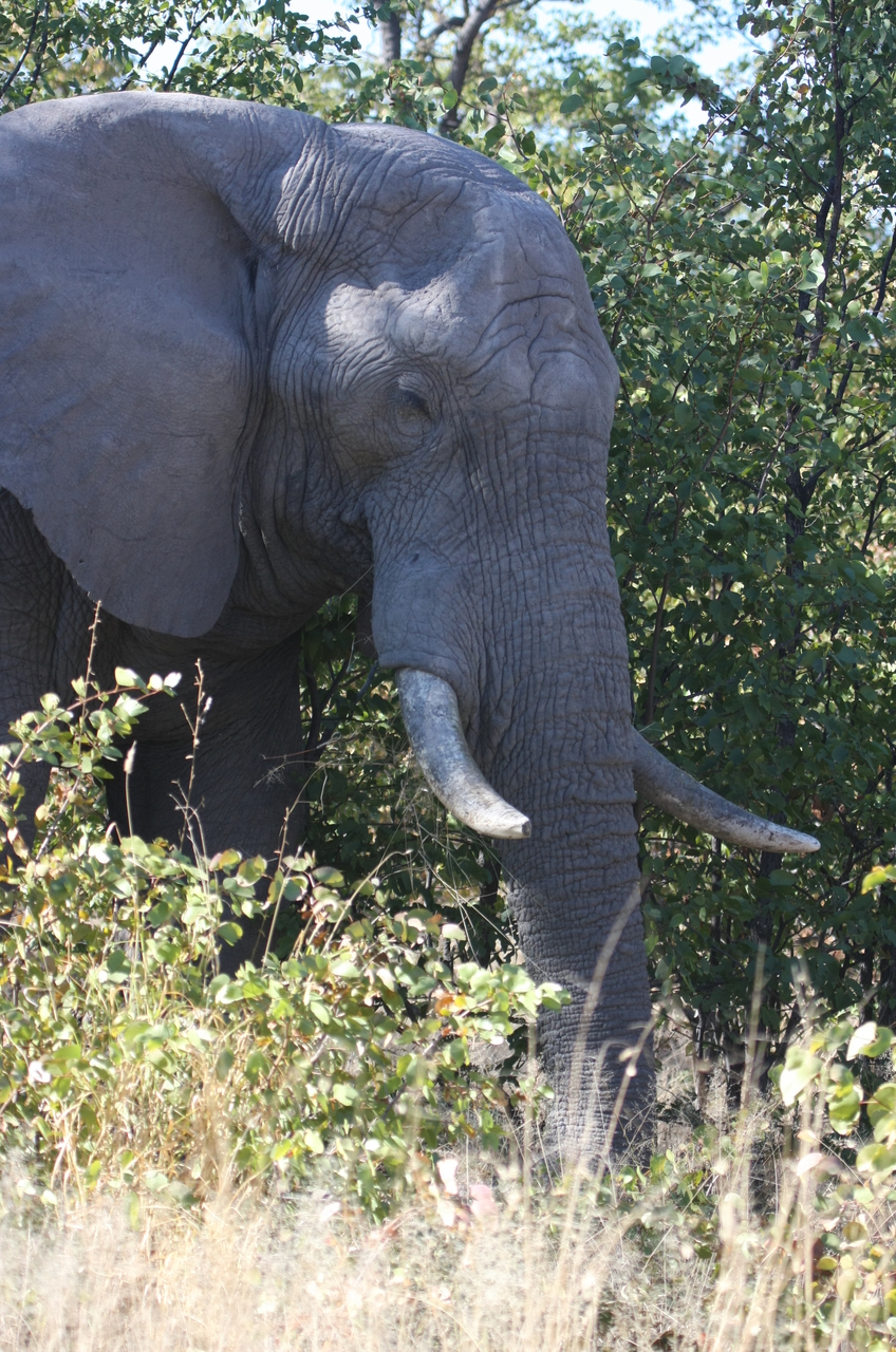 [17041] 2016_06_27_09_20_16_Africa_Canon_EOS_40D_IMG__00085.jpg