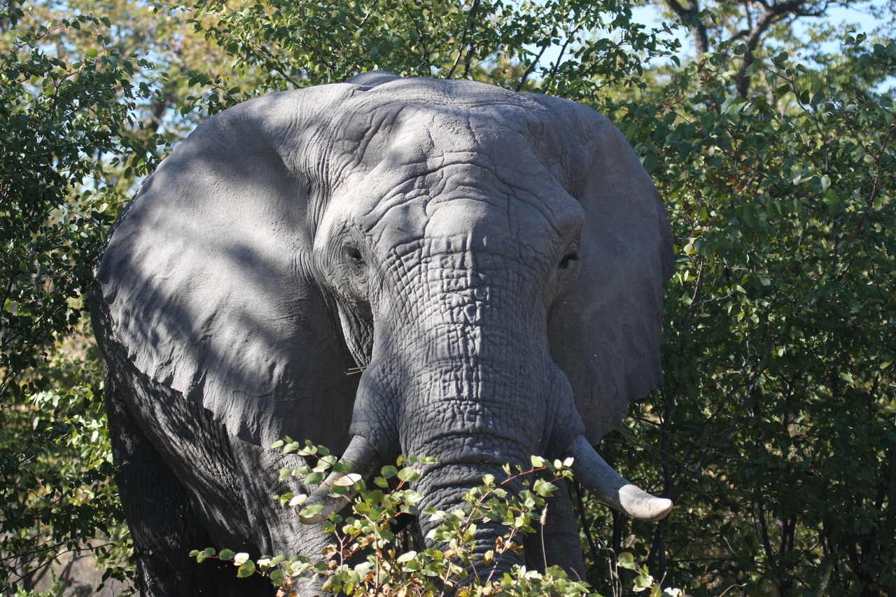 [17062] 2016_06_27_09_26_01_Africa_Canon_EOS_40D_IMG__00093.jpg