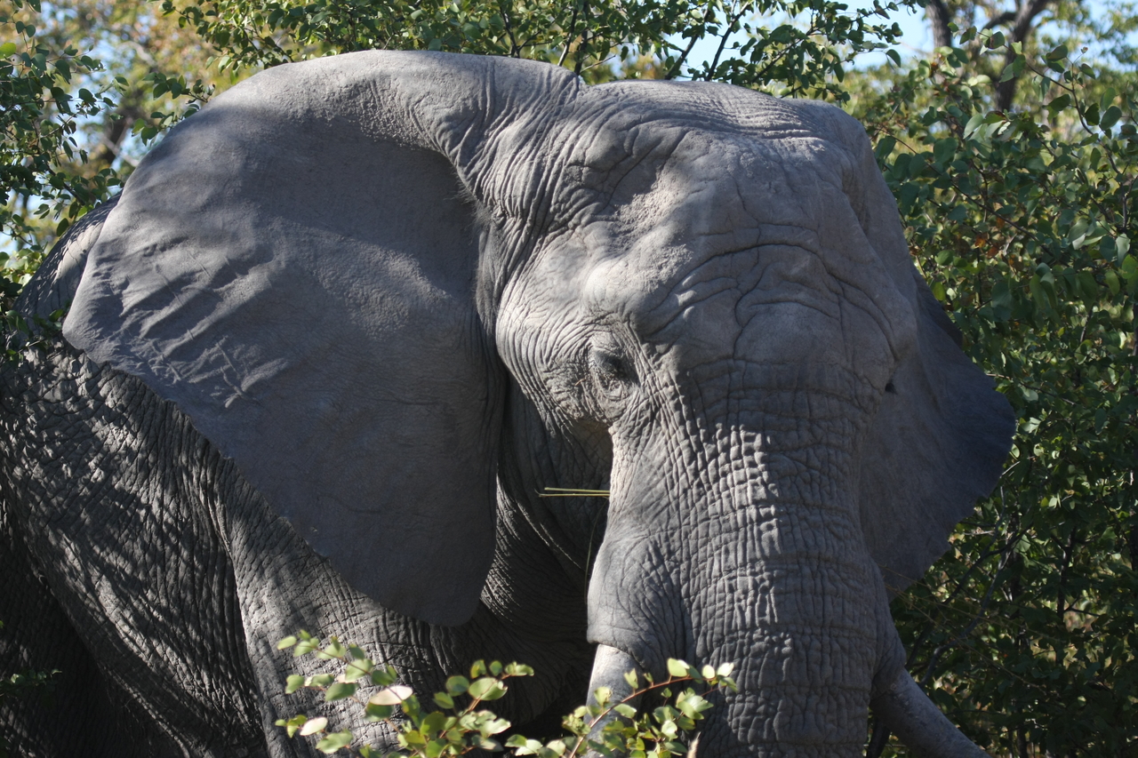 [17088] 2016_06_27_09_26_16_Africa_Canon_EOS_40D_IMG__00095.jpg