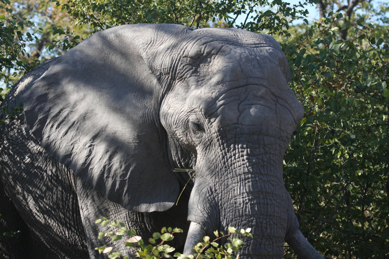 [17089] 2016_06_27_09_26_16_Africa_Canon_EOS_40D_IMG__00096.jpg