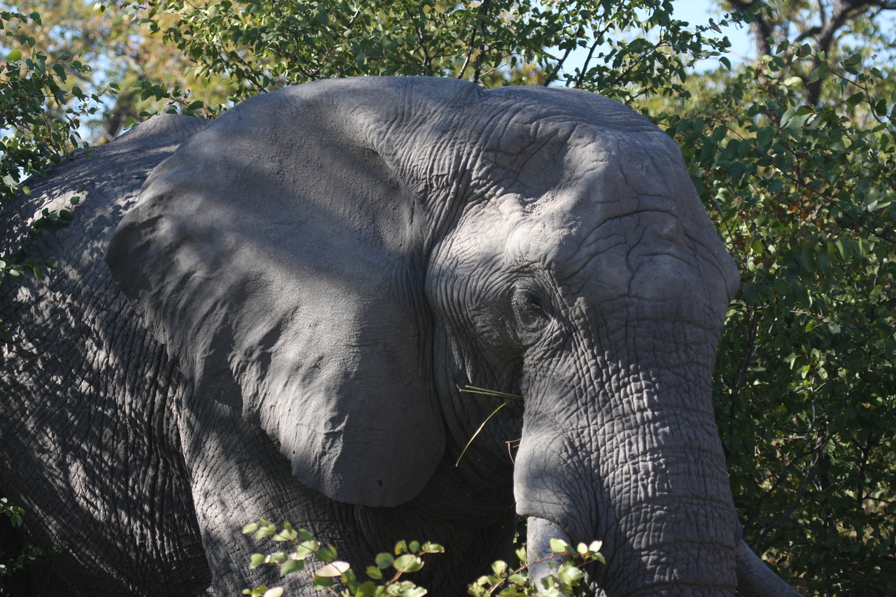 [17094] 2016_06_27_09_26_18_Africa_Canon_EOS_40D_IMG__00097.jpg