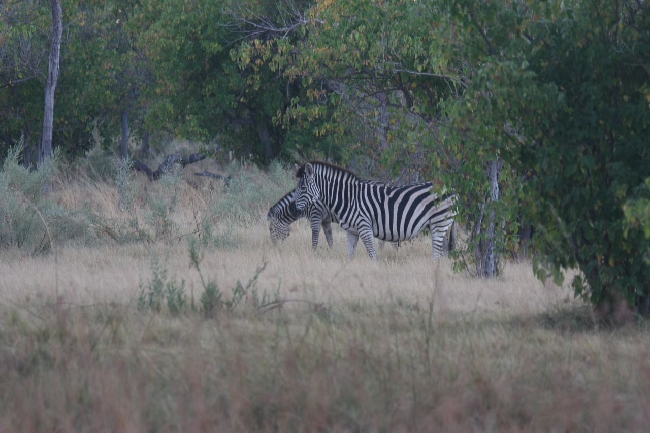 [17479] 2016_06_28_00_58_18_Africa_Canon_EOS_40D_IMG__02500.jpg
