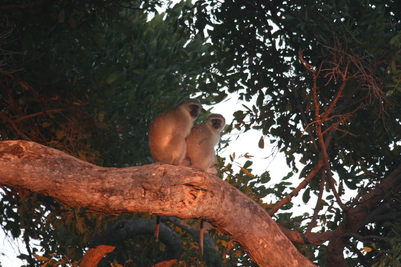 [17501] 2016_06_28_01_05_13_Africa_Canon_EOS_40D_IMG__00003.jpg