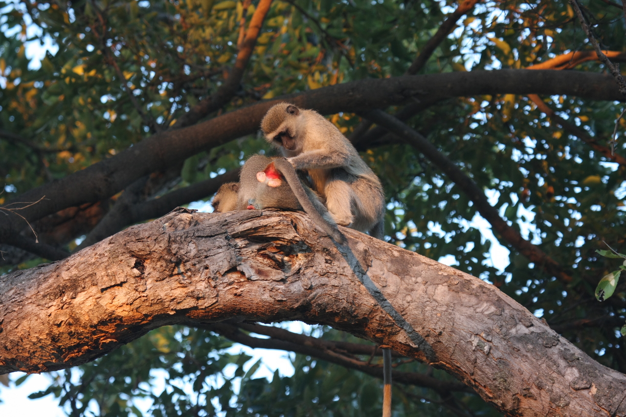 [17517] 2016_06_28_01_08_18_Africa_Canon_EOS_40D_IMG__02445.jpg