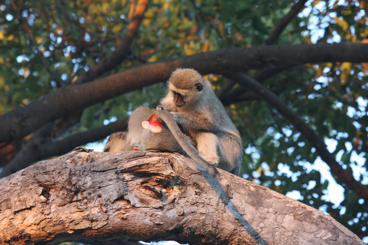 [17528] 2016_06_28_01_08_33_Africa_Canon_EOS_40D_IMG__02489.jpg