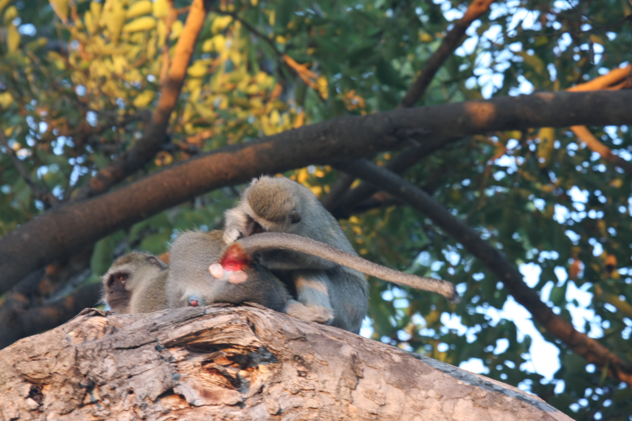 [17532] 2016_06_28_01_09_50_Africa_Canon_EOS_40D_IMG__00125.jpg