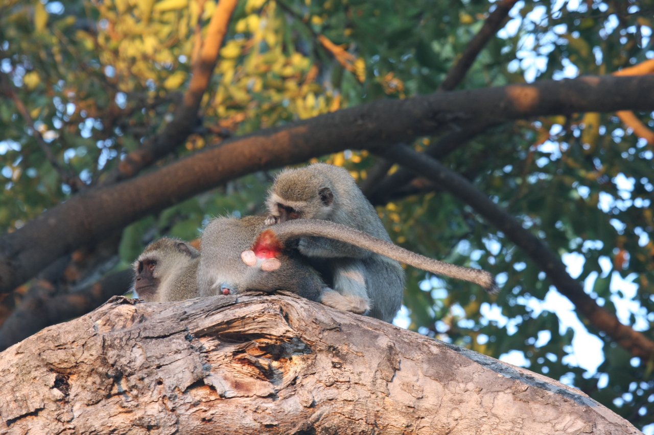 [17539] 2016_06_28_01_09_54_Africa_Canon_EOS_40D_IMG__00136.jpg