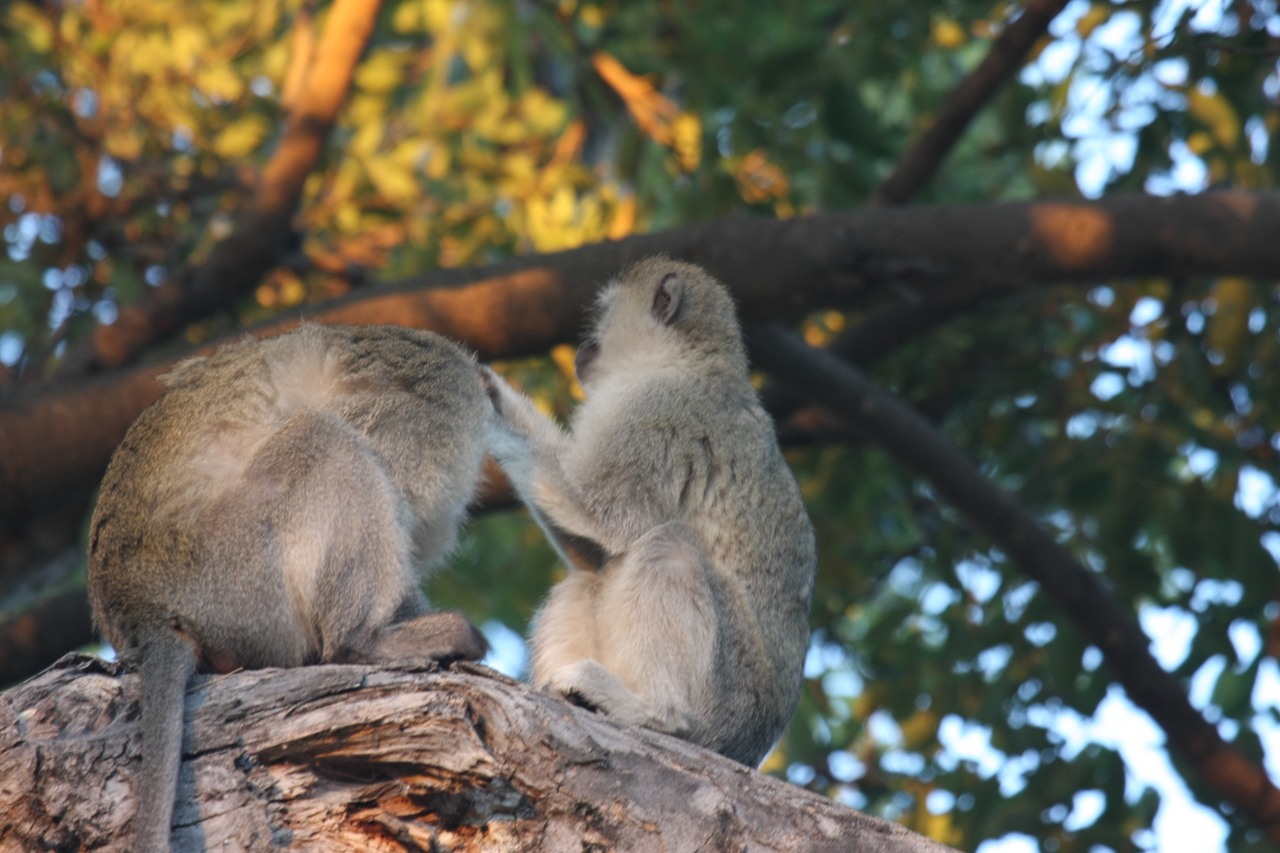 [17563] 2016_06_28_01_10_36_Africa_Canon_EOS_40D_IMG__02567.jpg