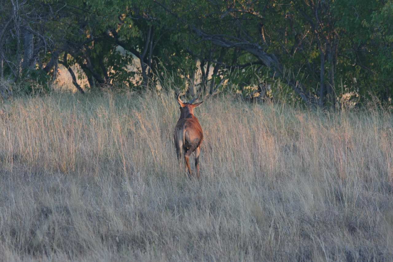 [17587] 2016_06_28_01_12_53_Africa_Canon_EOS_40D_IMG__02645.jpg